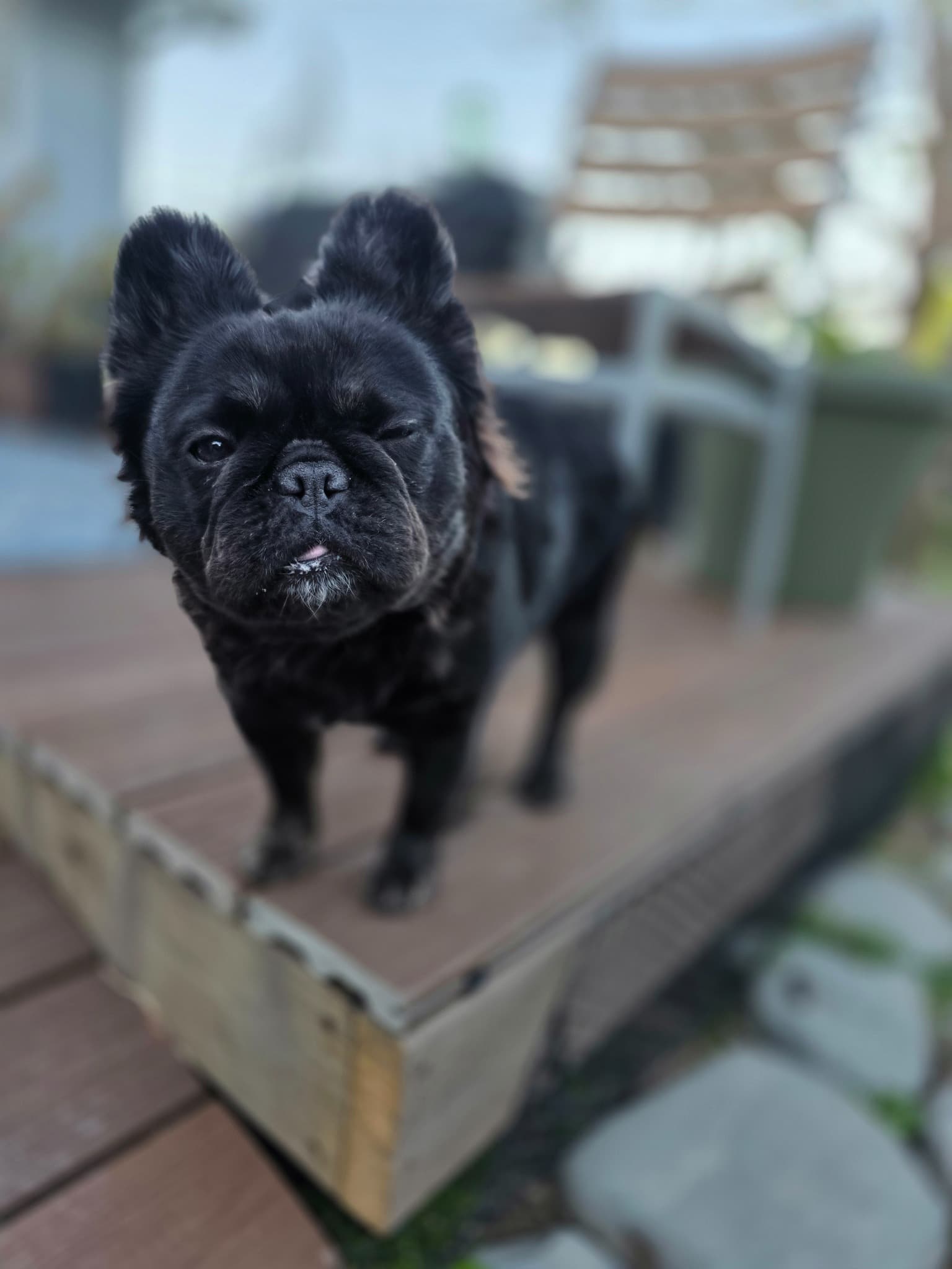 Fluffy French Bulldog