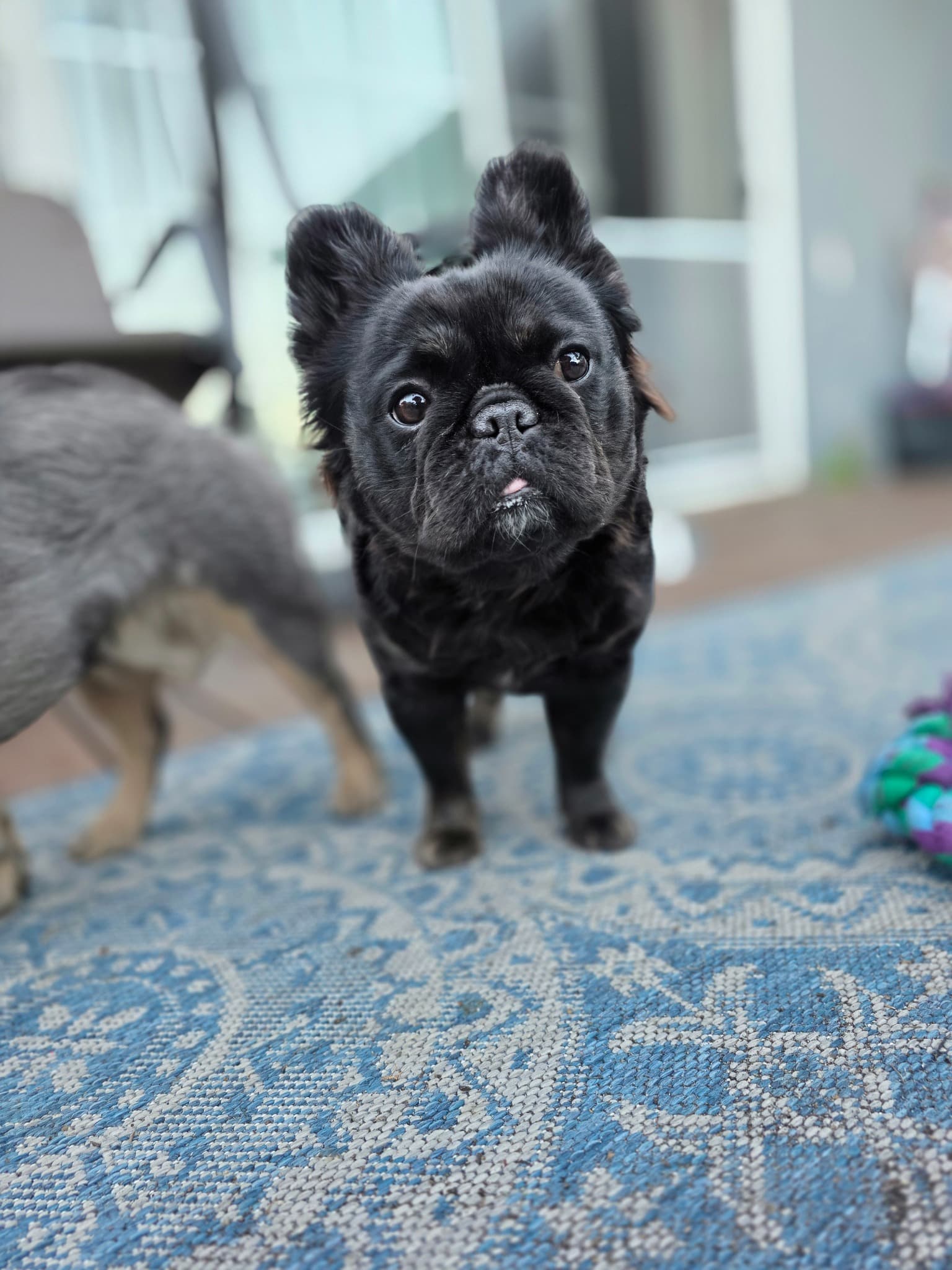 Fluffy French Bulldog