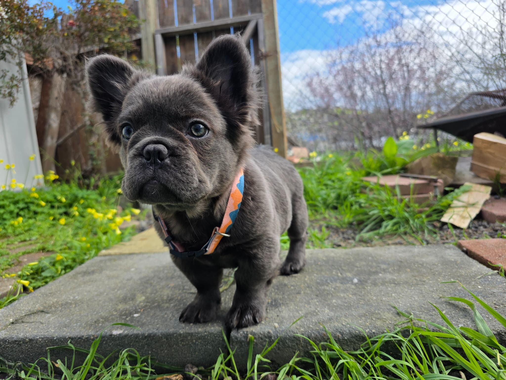 Fluffy French Bulldog