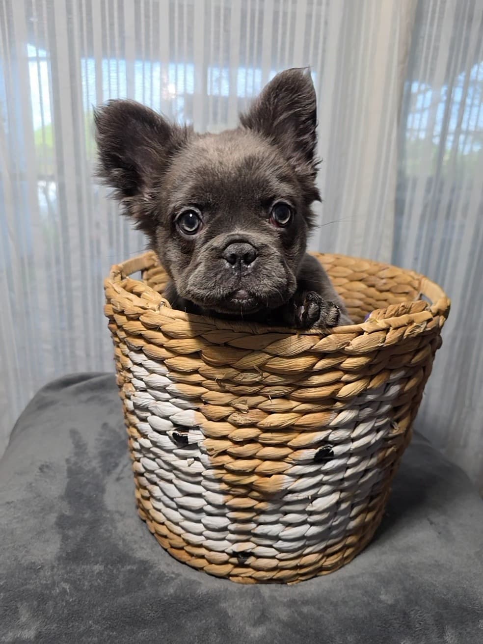 Fluffy French Bulldog