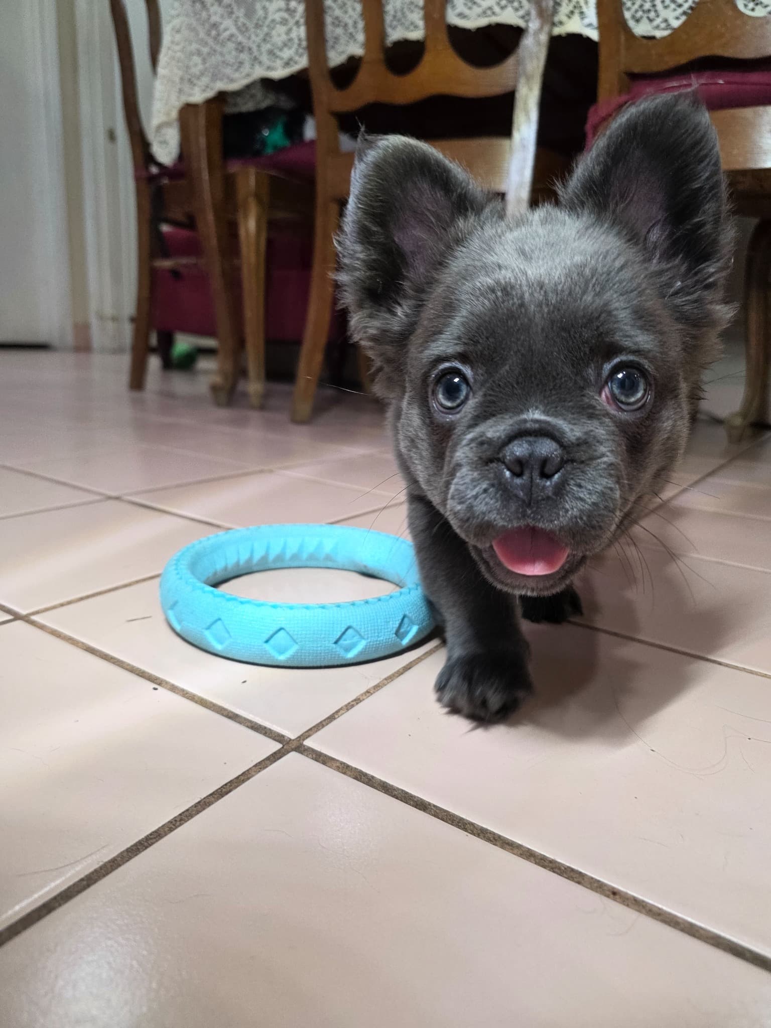 Fluffy French Bulldog