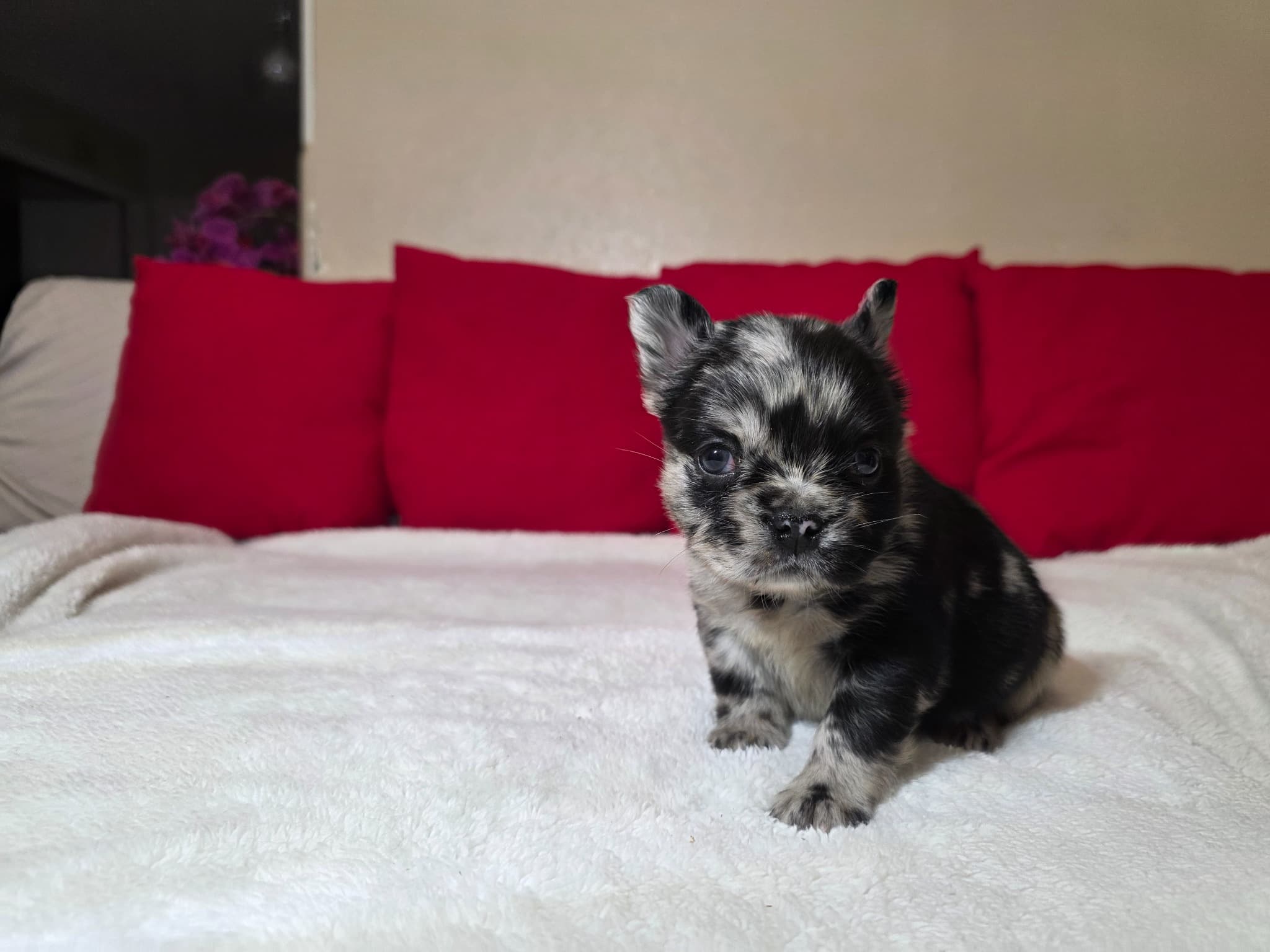 Fluffy French Bulldog