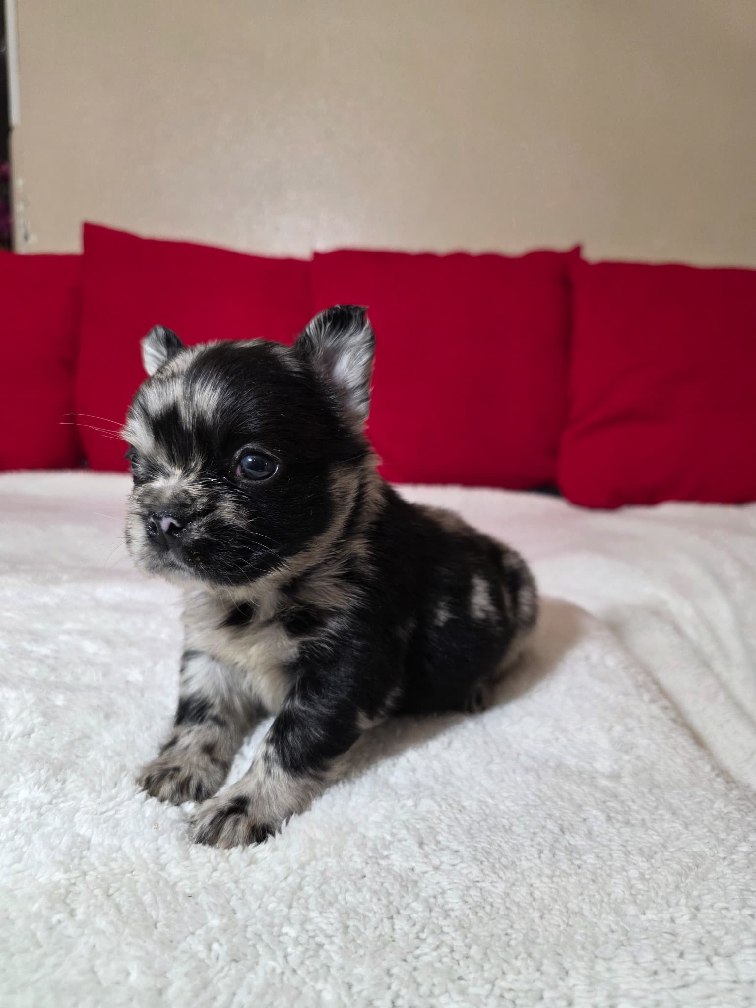 Fluffy French Bulldog
