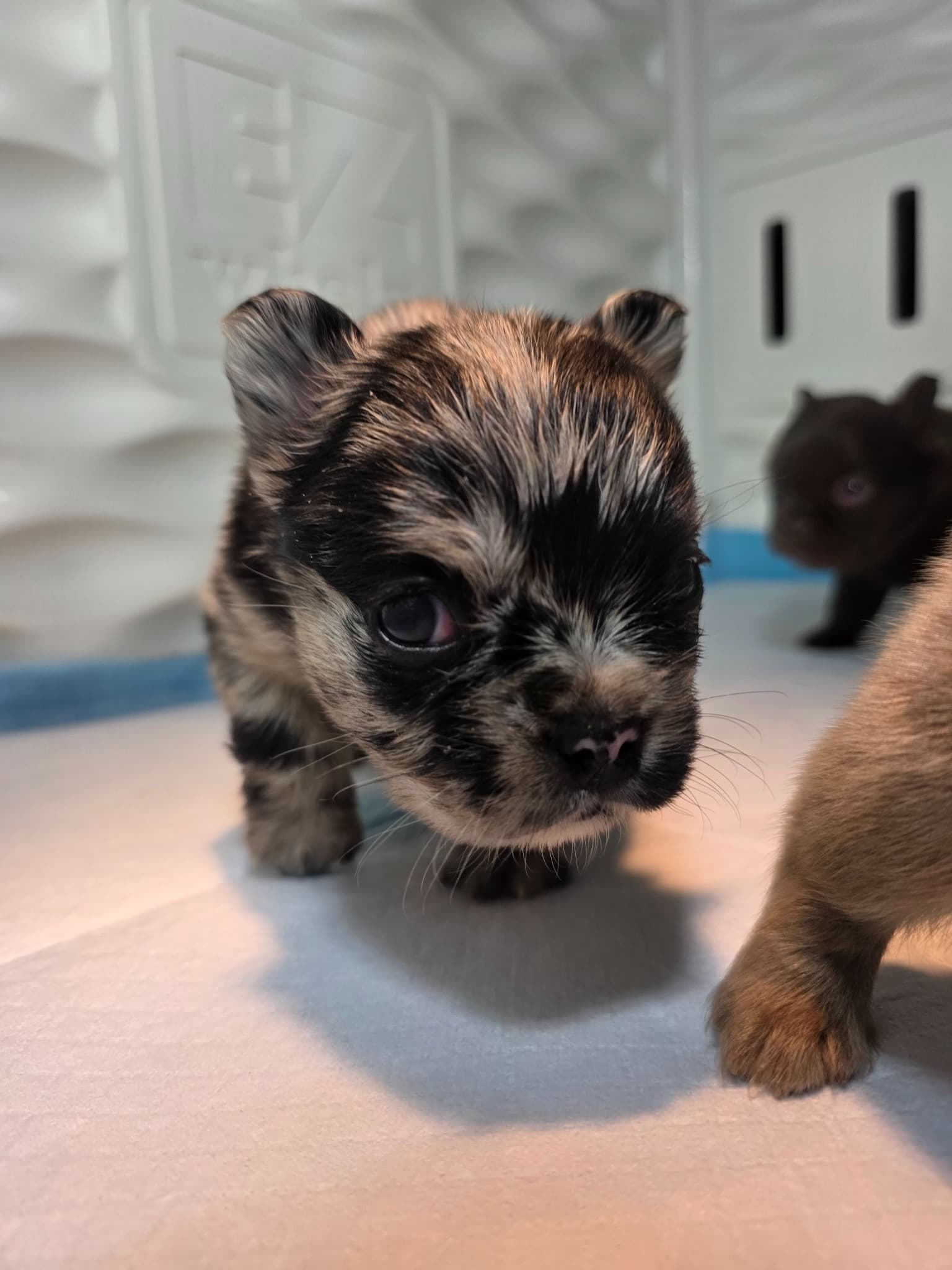 Fluffy French Bulldog