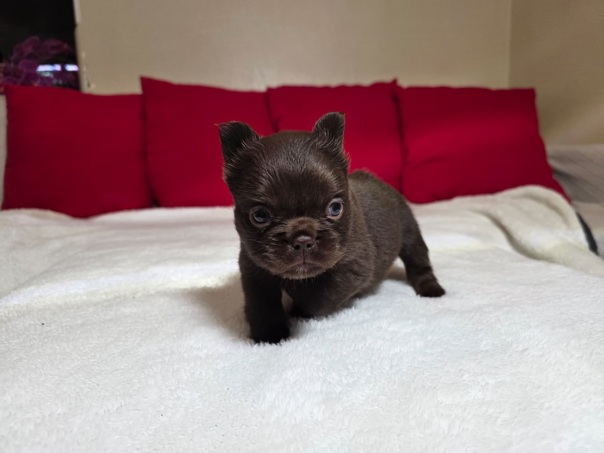 Fluffy French Bulldog