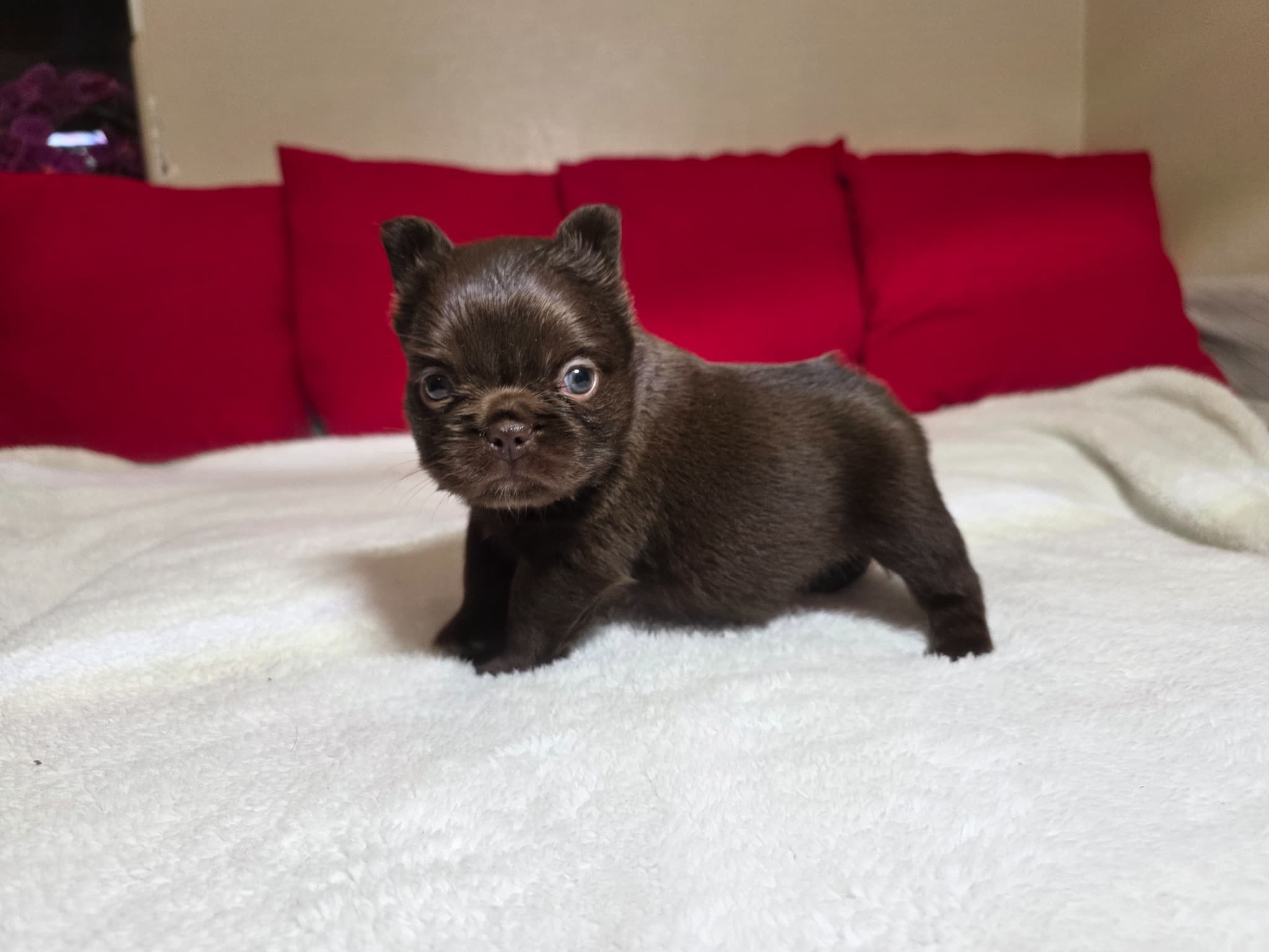 Fluffy French Bulldog