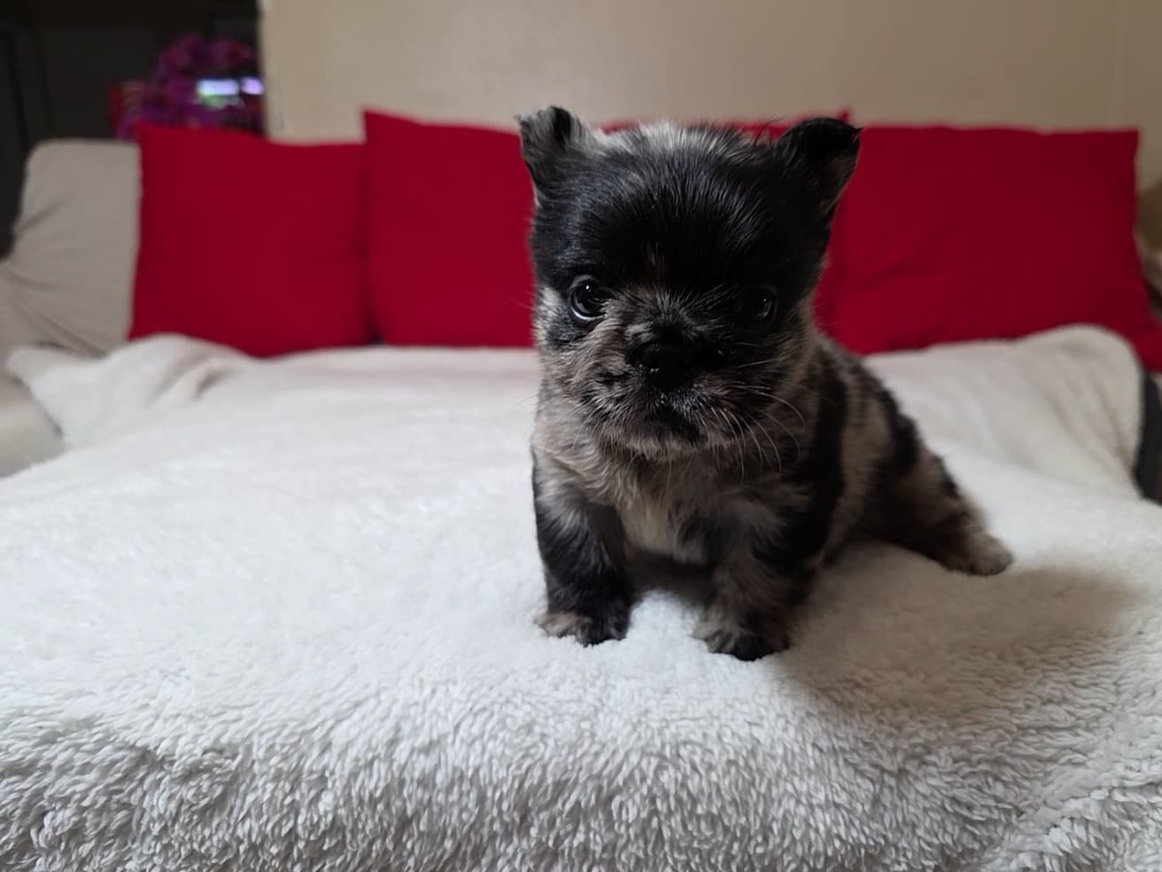 Fluffy French Bulldog