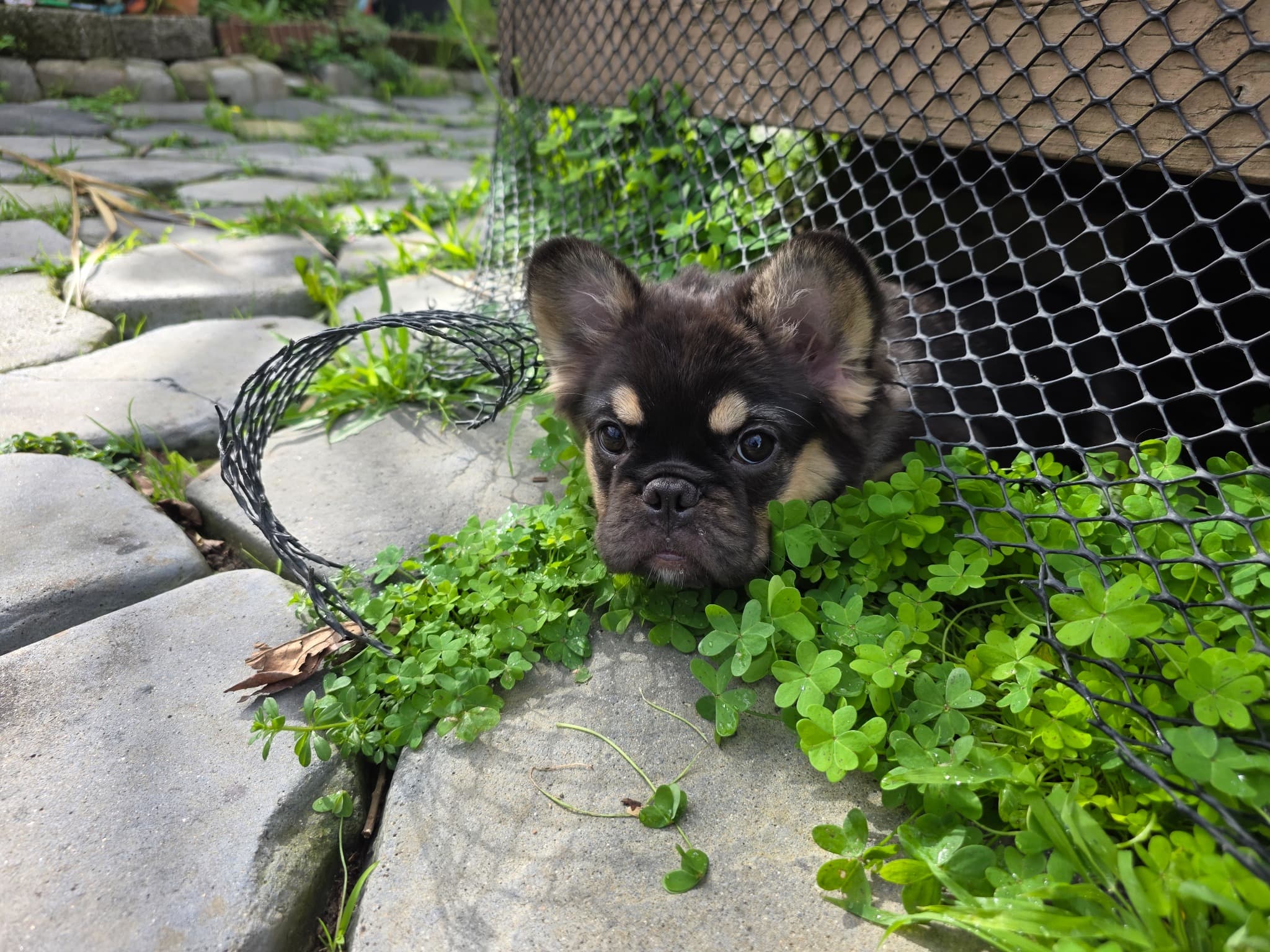Fluffy French Bulldog