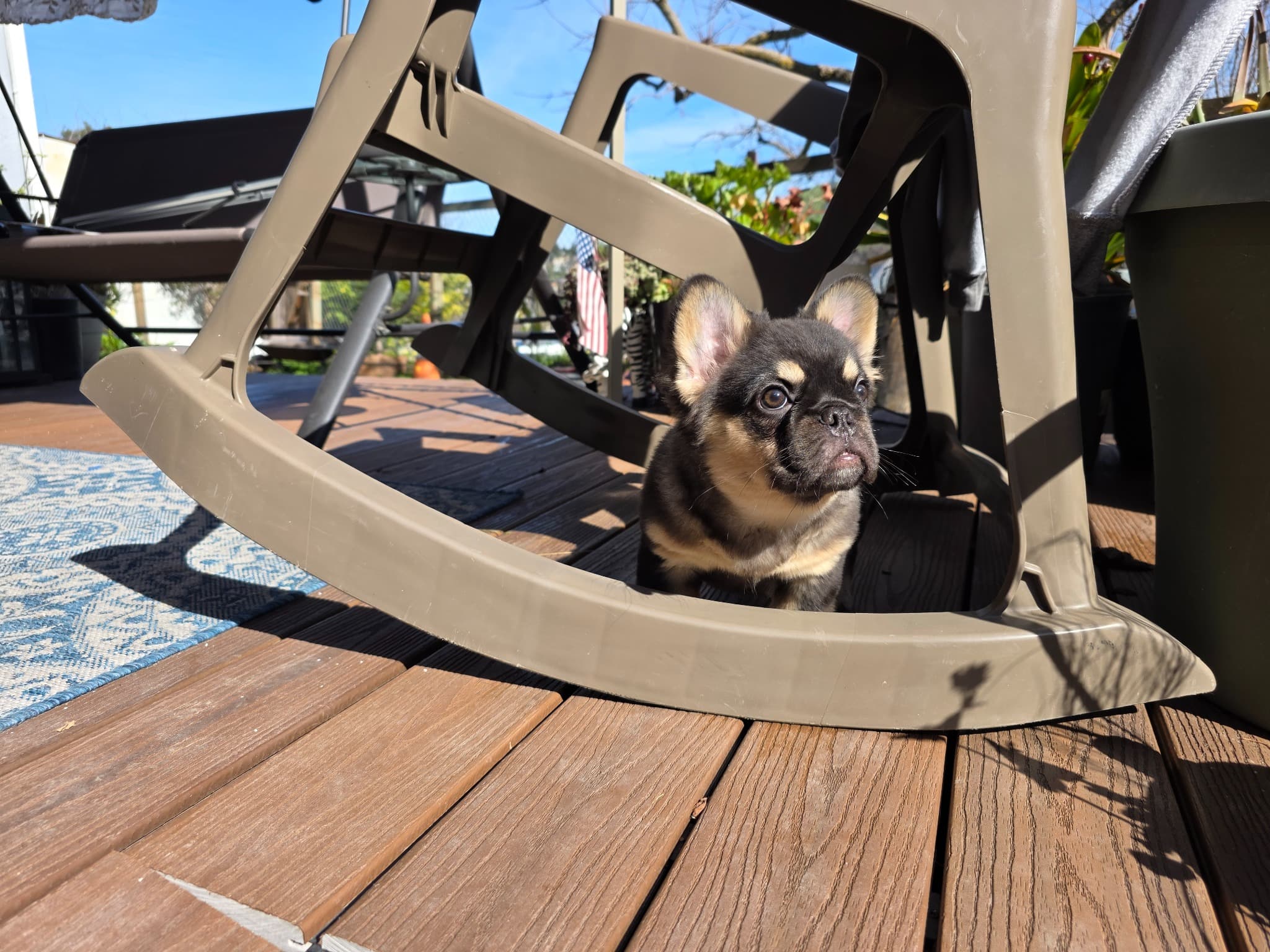 Fluffy French Bulldog