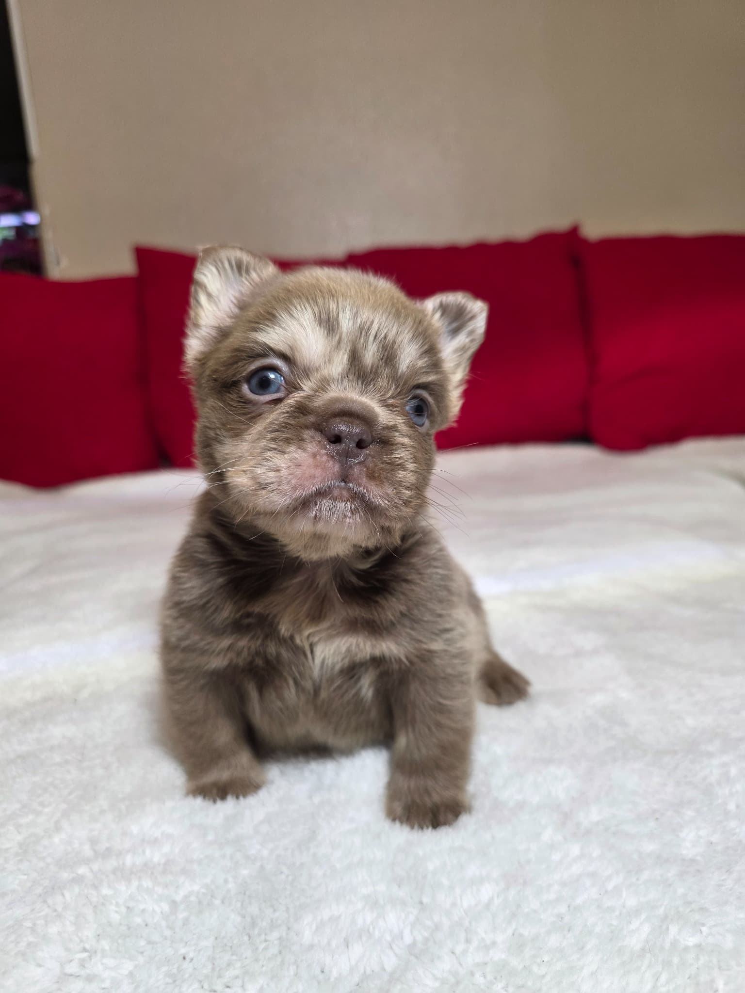 Fluffy French Bulldog