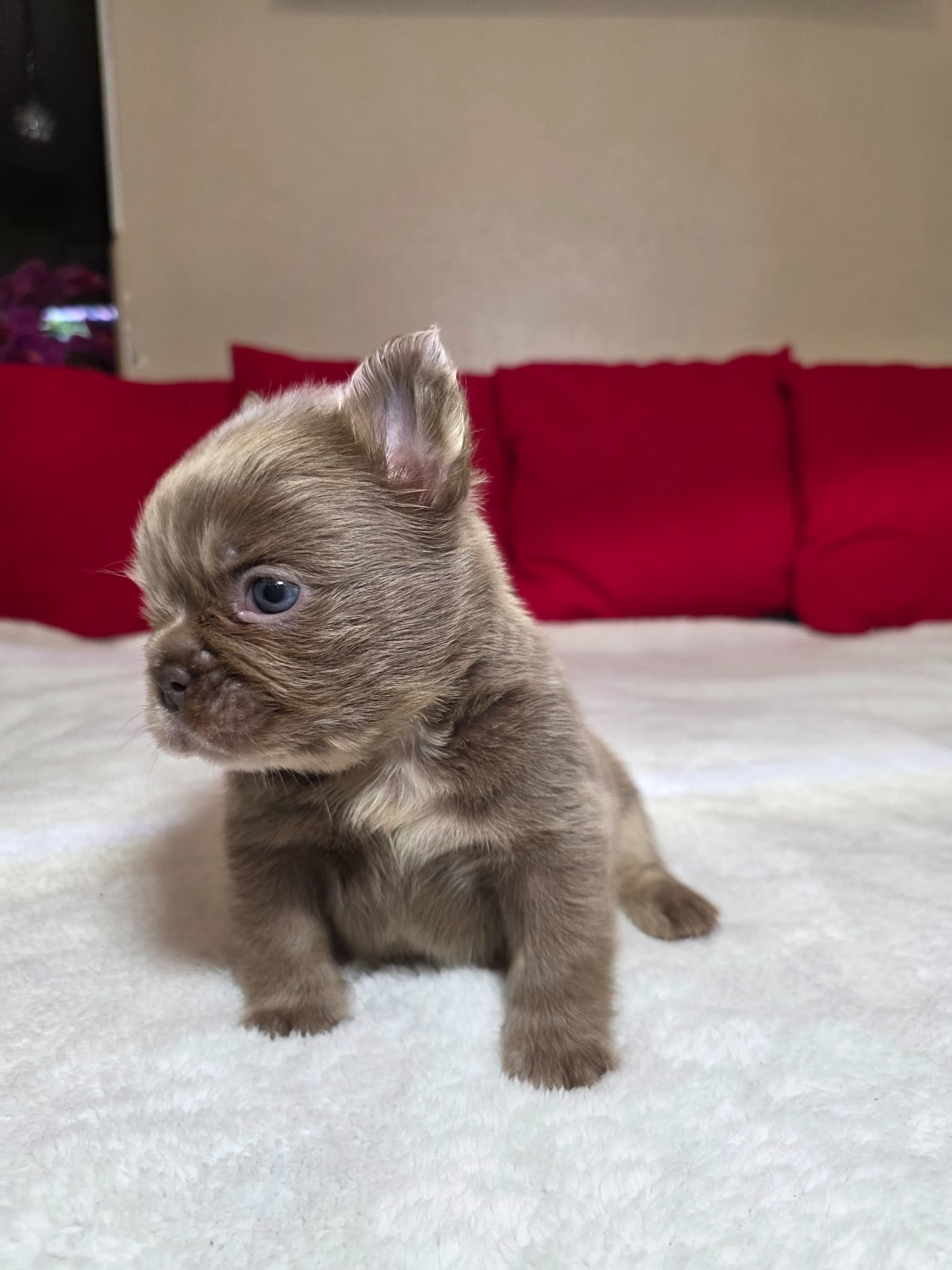 Fluffy French Bulldog
