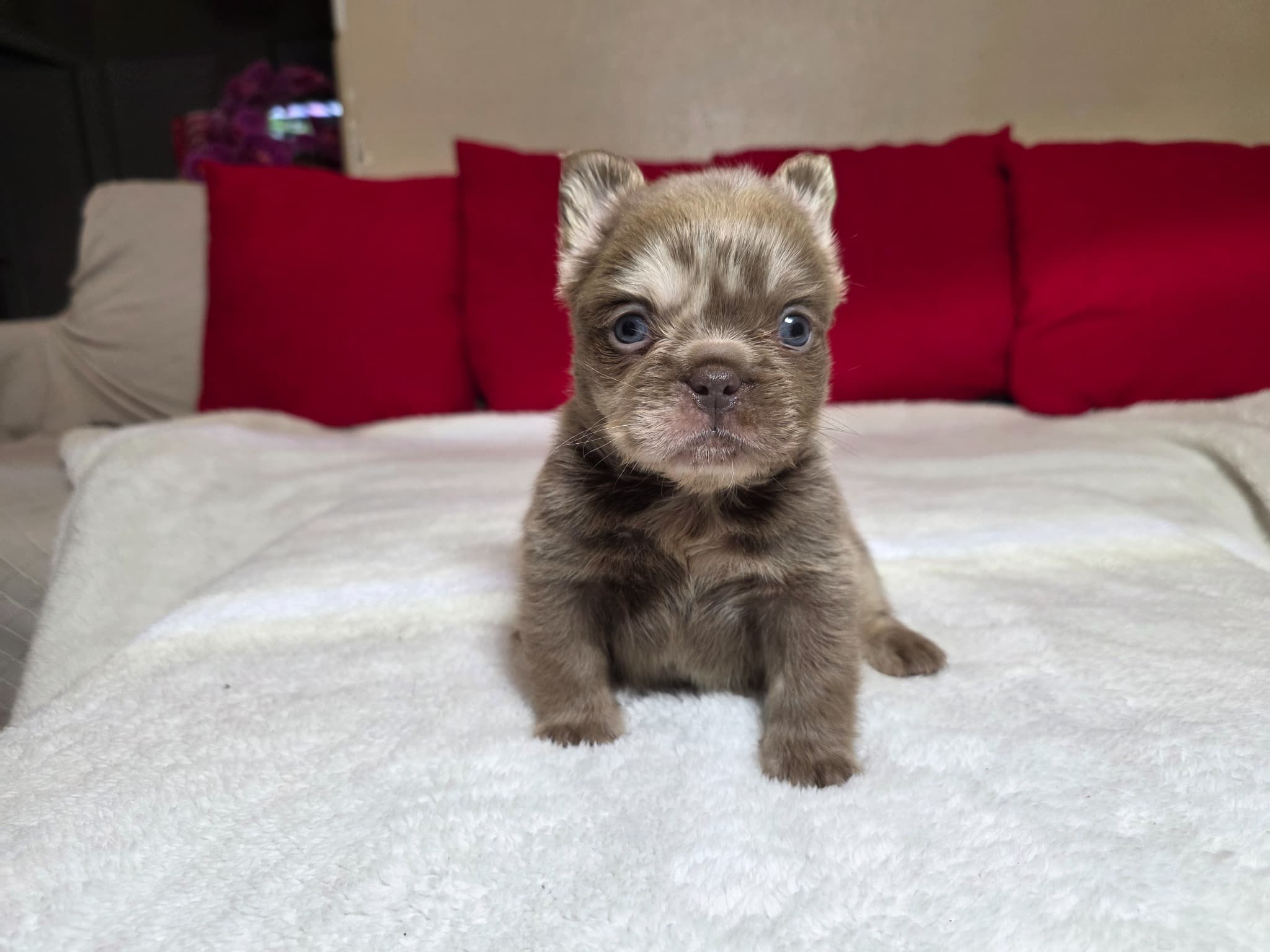 Fluffy French Bulldog