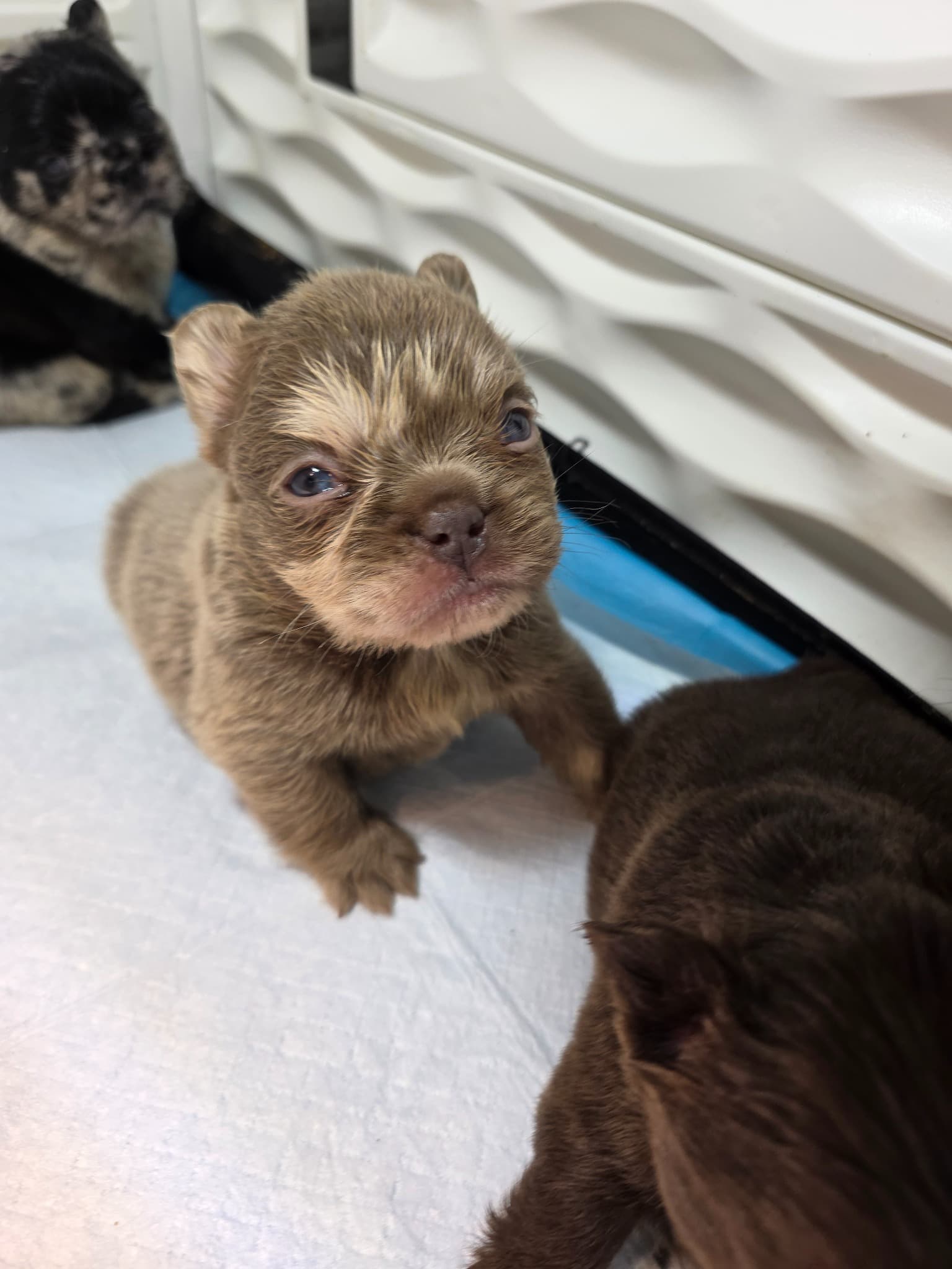 Fluffy French Bulldog