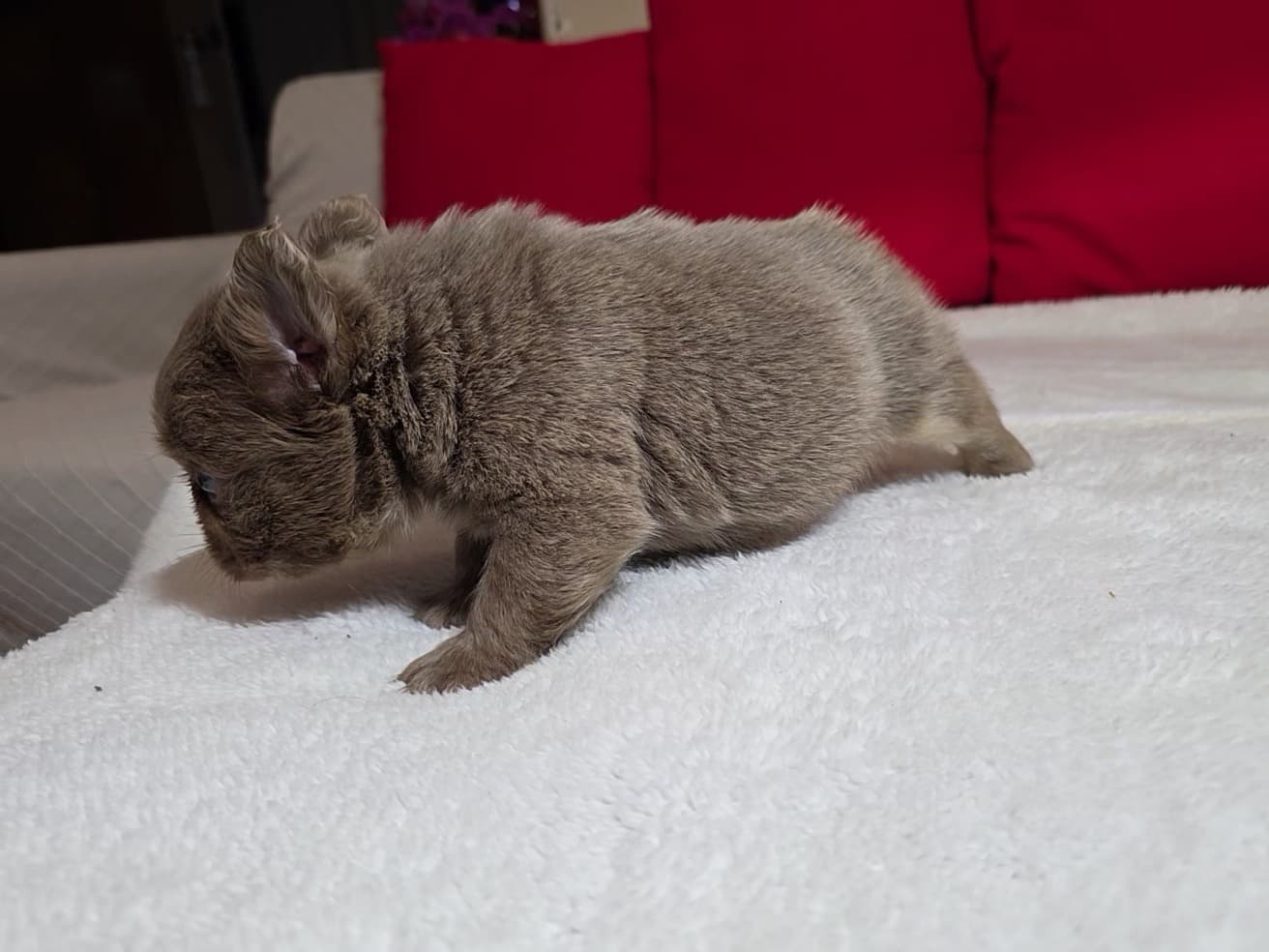 Fluffy French Bulldog