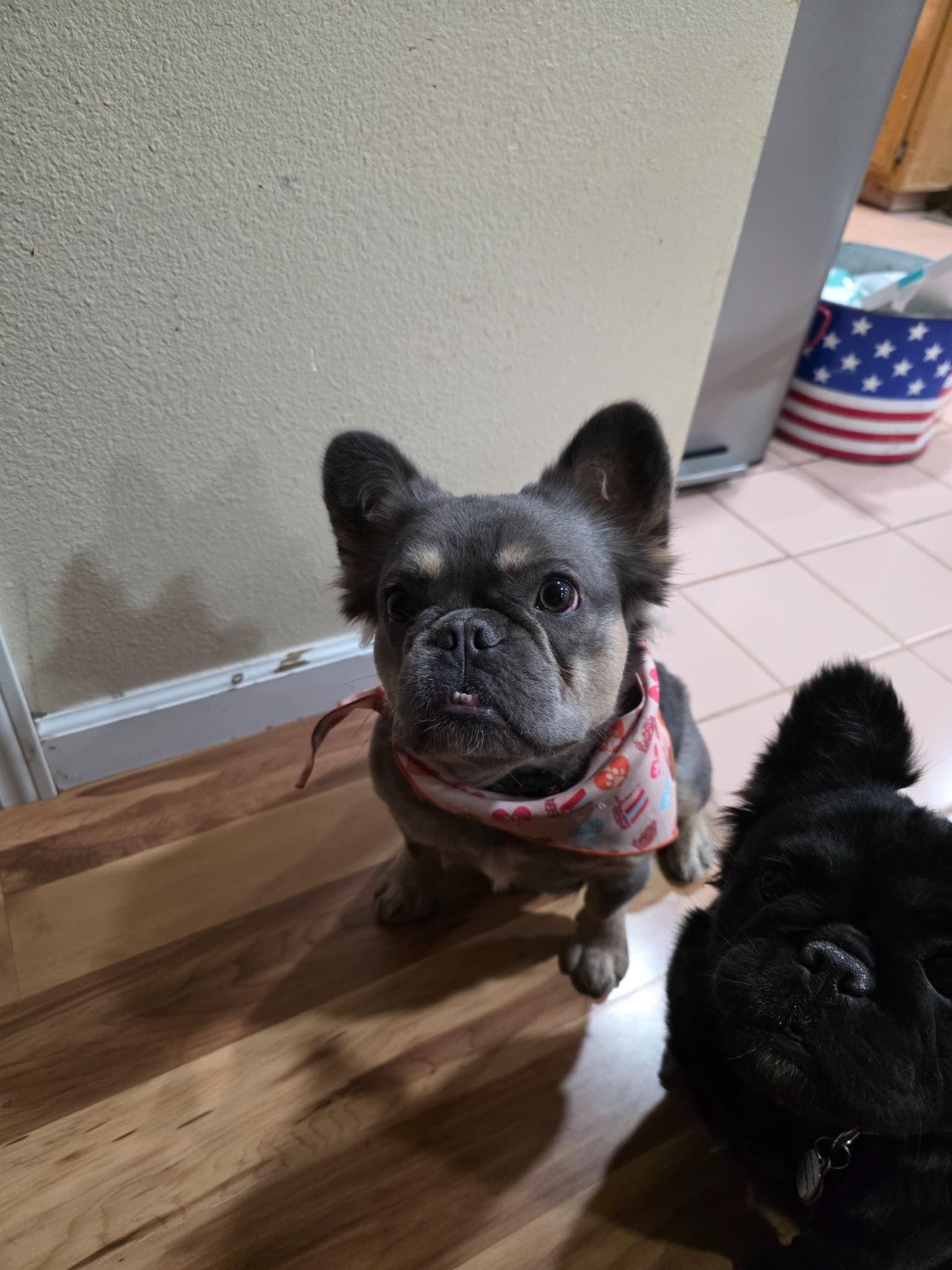 Fluffy French Bulldog