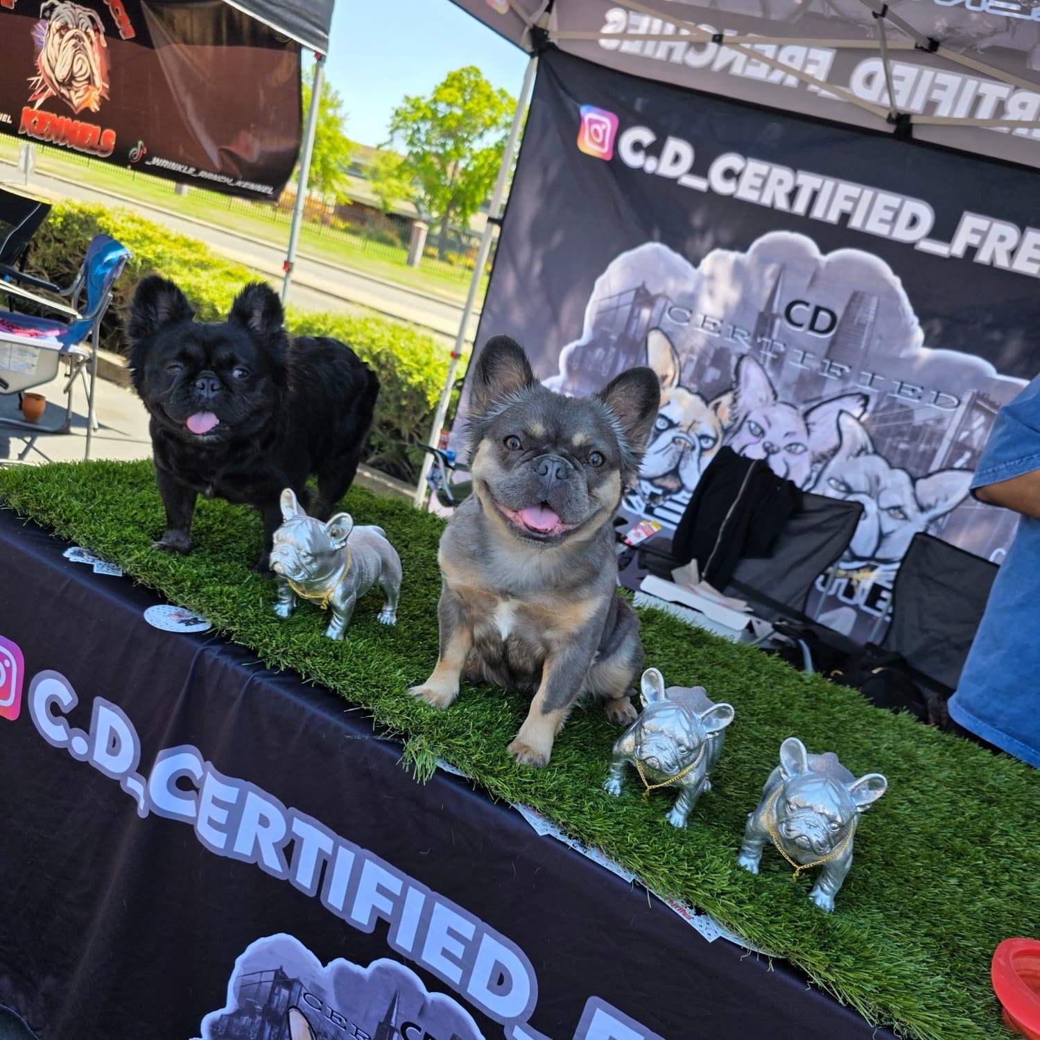 Fluffy French Bulldog