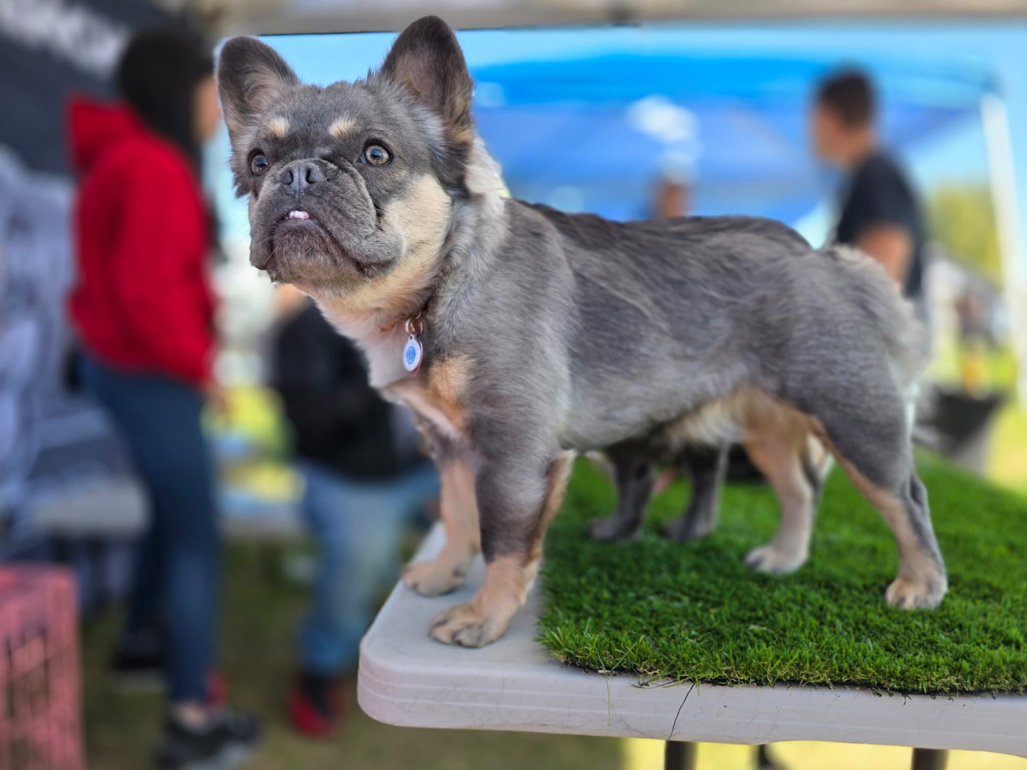 Fluffy French Bulldog