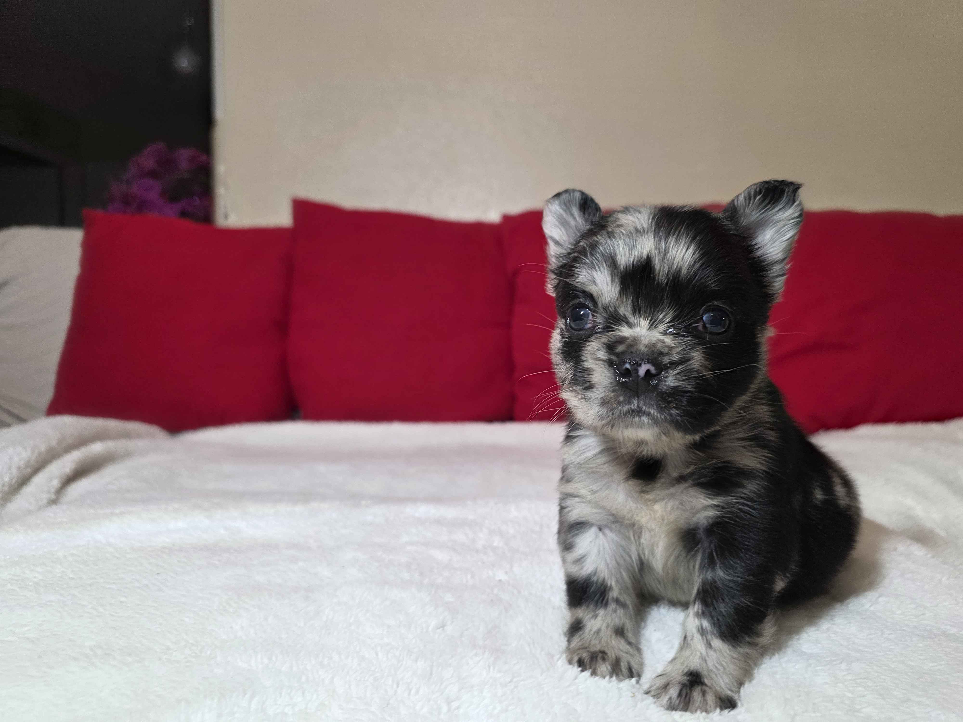 Fluffy French Bulldog
